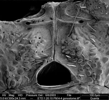 Media type: image;   Invertebrate Zoology 134639